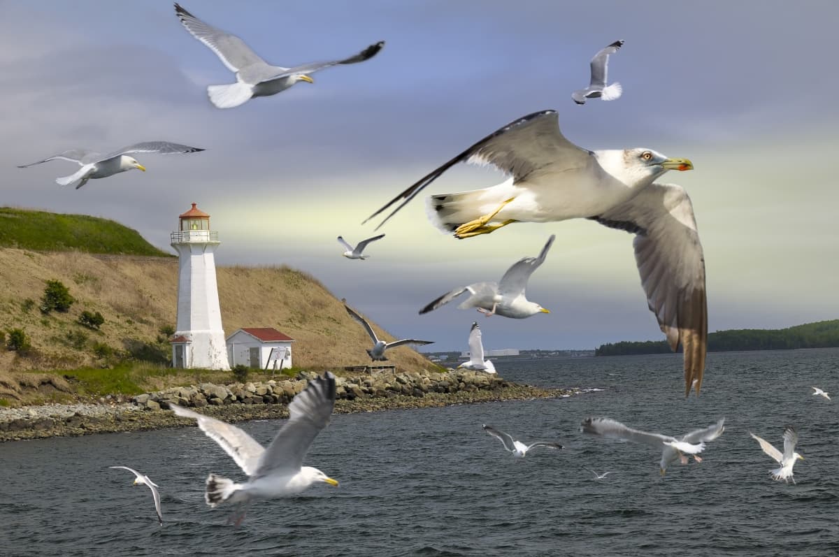 Lighthouse, Halifax