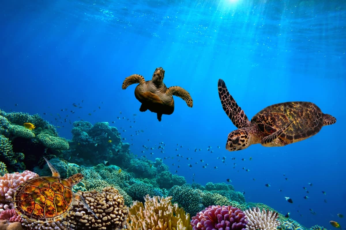 Barbados Sea Reef