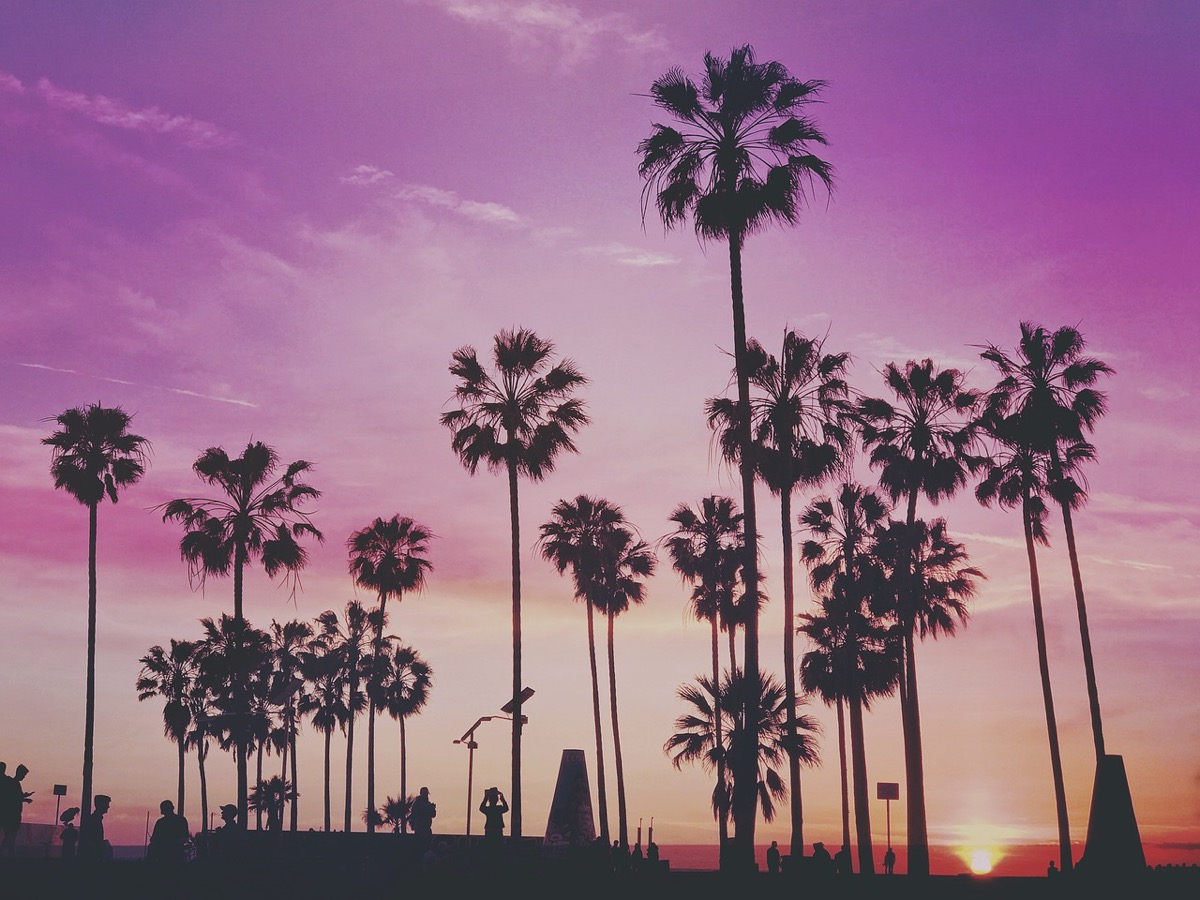Los Angeles palm trees at sunset